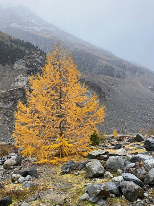 Mountain Landscape with a Yellow Conifer Tree