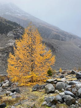 A solitary yellow larch tree stands amidst rocky terrain and fog in a serene autumn landscape.