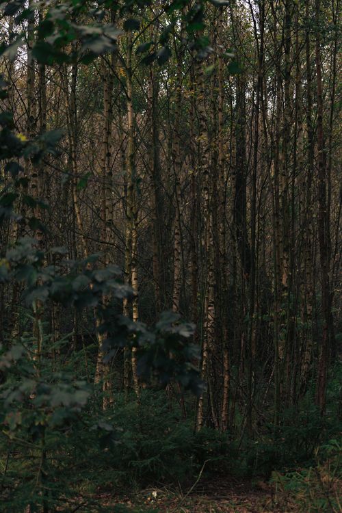 Free A tranquil view of a dense, green forest with tall trees creating a peaceful natural setting. Stock Photo