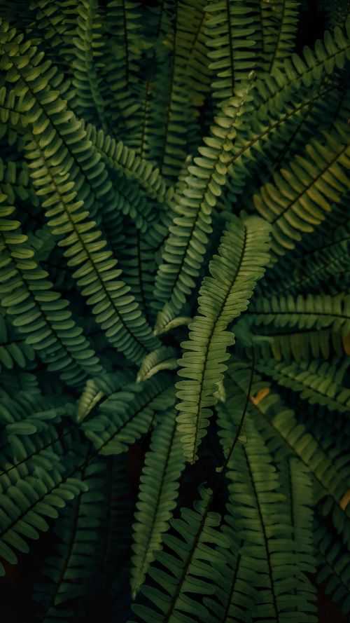 Free Close-up of verdant green fern leaves in Chalakudy, India showcasing natural beauty. Stock Photo