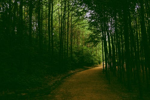 Path Among Trees in a Forest 