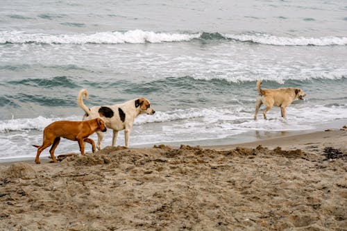 Dogs Walking on a Beach 