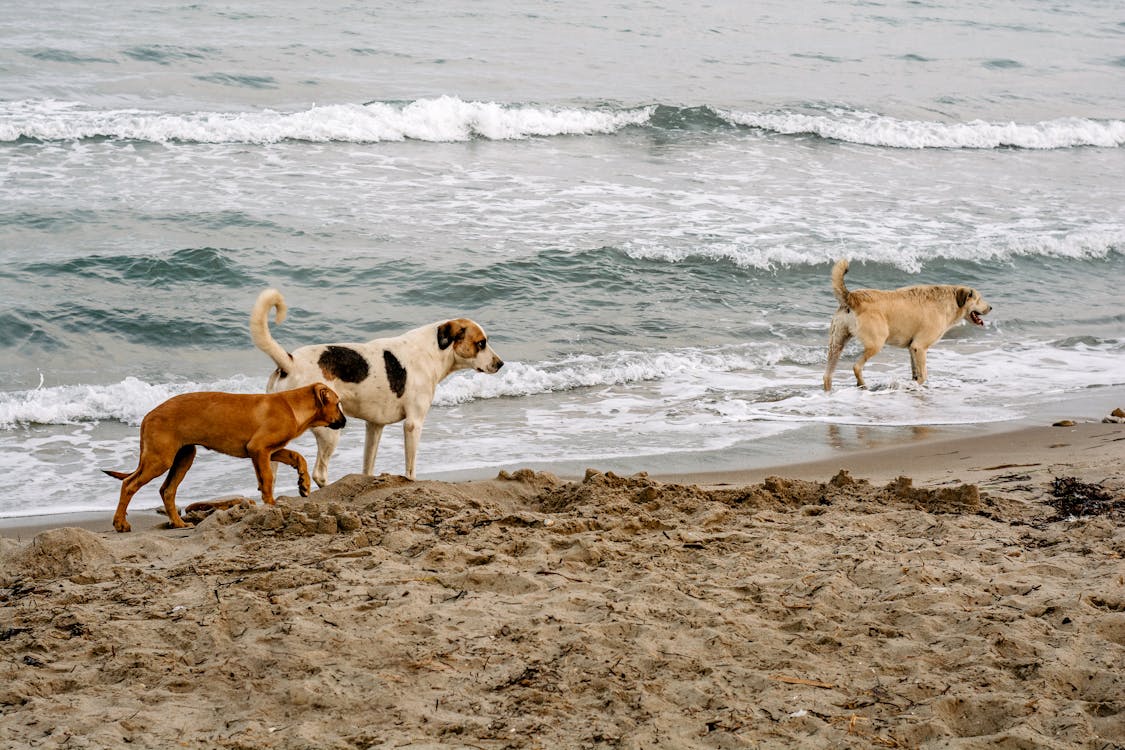 Dogs Walking on a Beach 