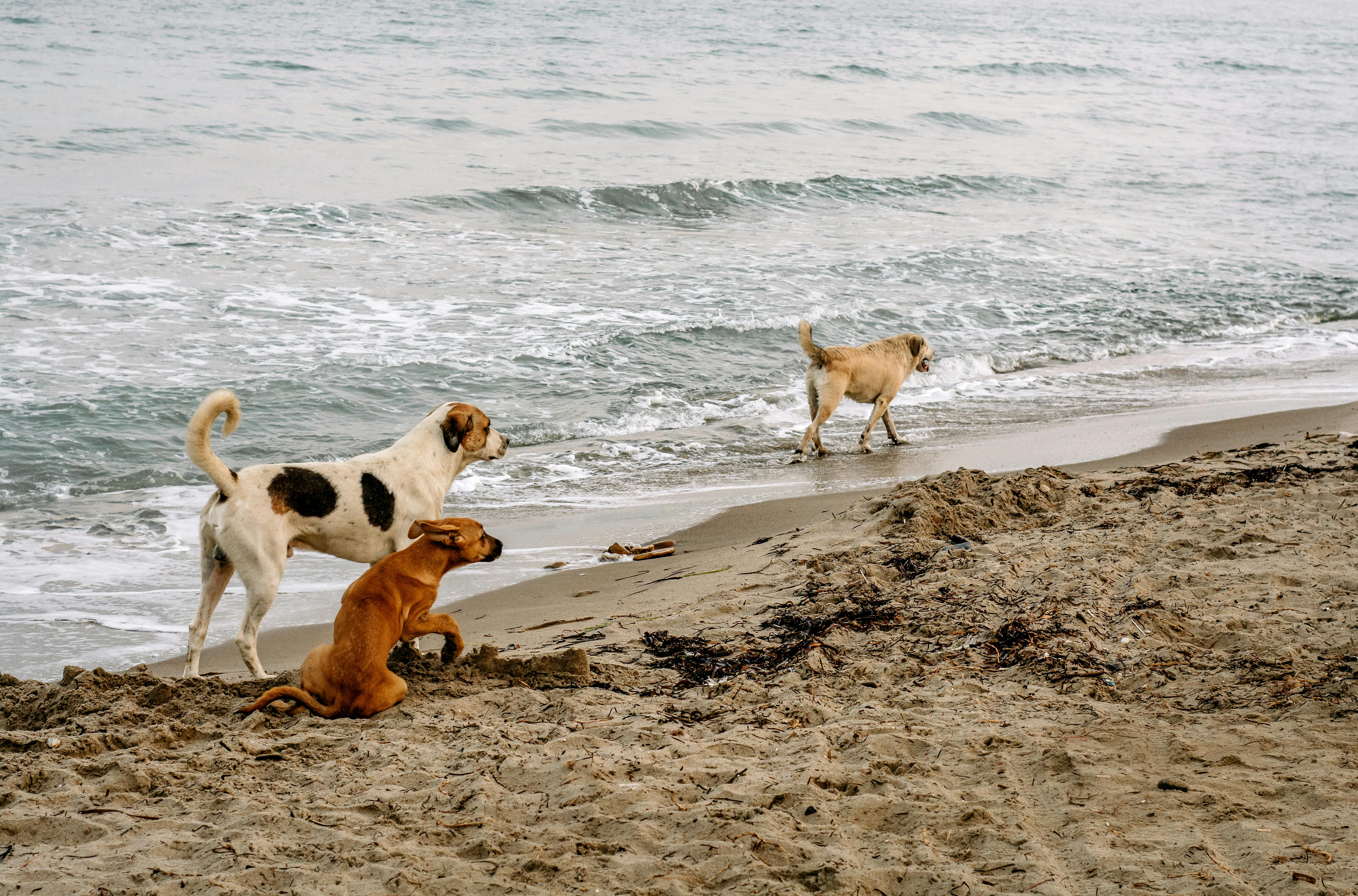 Tres perros jugando alegremente junto al océano en una playa de arena, disfrutando de la brisa marina.