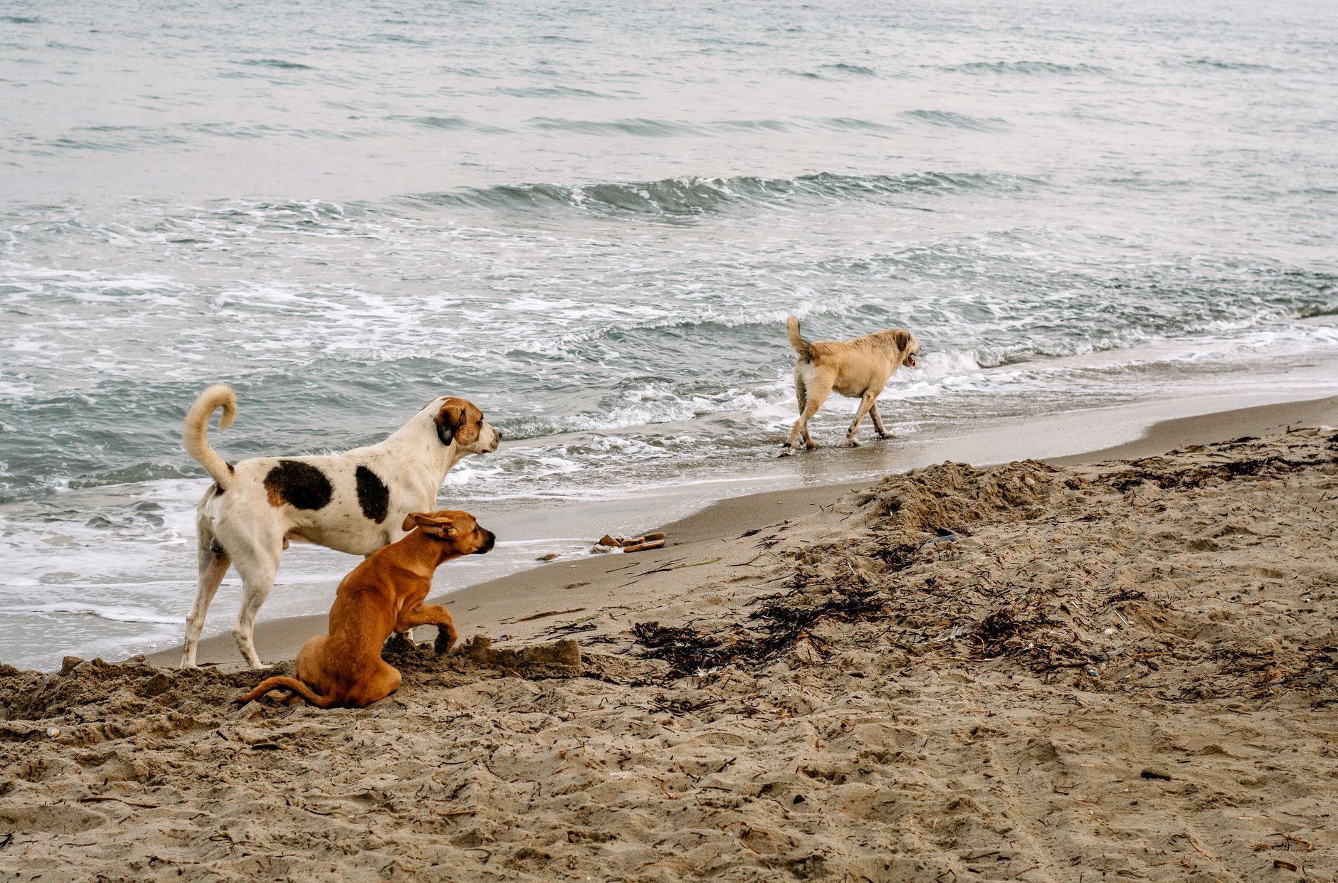 Tres perros jugando alegremente junto al océano en una playa de arena, disfrutando de la brisa marina.