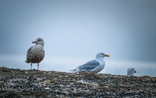 Seagulls Standing on the Beach