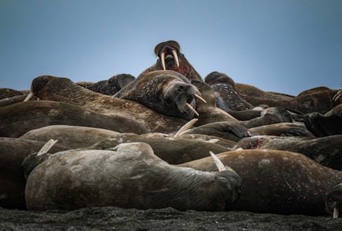 Безкоштовне стокове фото на тему «Арктика, бивні, дикий» стокове фото