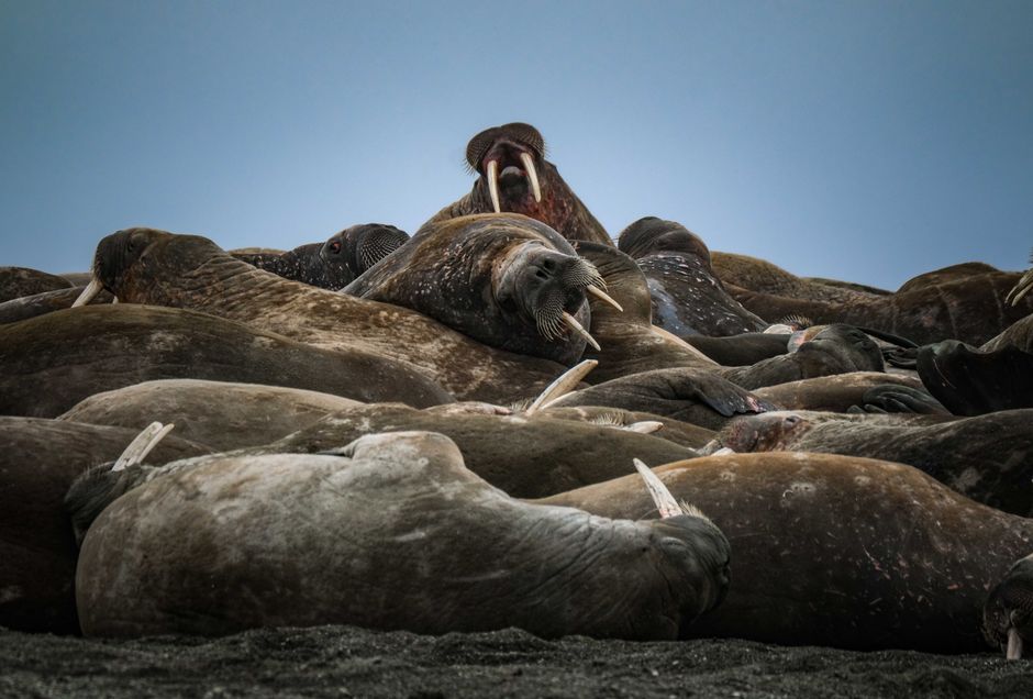 walrus UK coast wildlife