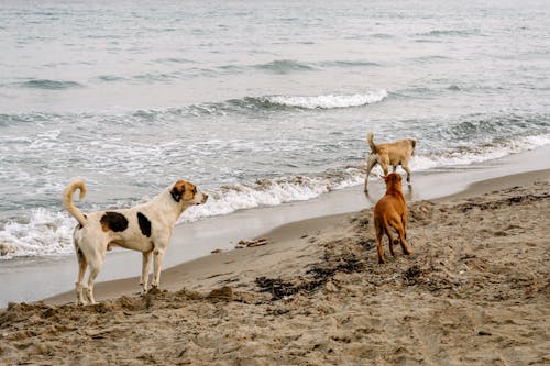 動物, 小狗, 水 的 免费素材图片