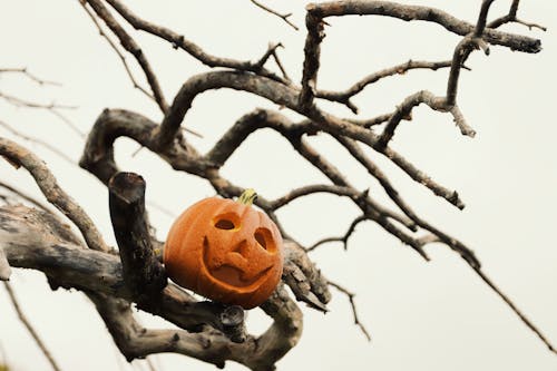 ağaç, bal kabağı, cadılar bayramı içeren Ücretsiz stok fotoğraf