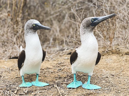 Fotos de stock gratuitas de animal, ave, galapagos