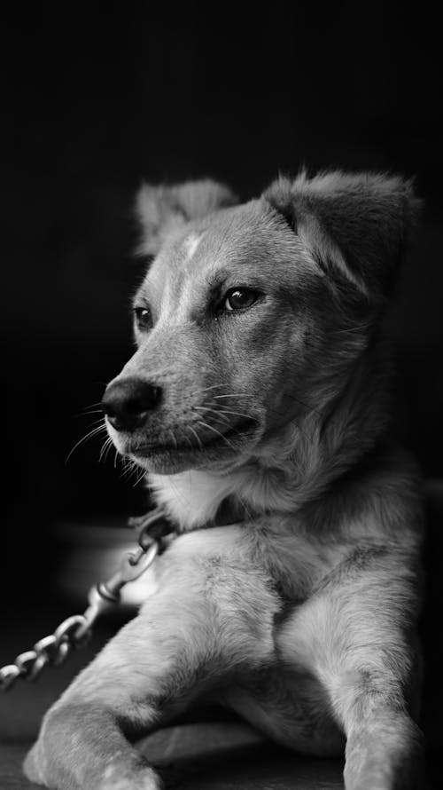 dikey atış, evcil, Evcil Hayvan içeren Ücretsiz stok fotoğraf