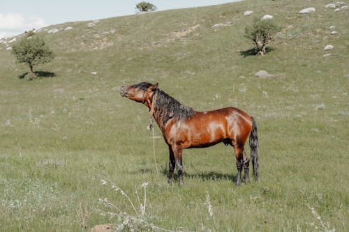 Darmowe zdjęcie z galerii z fotografia zwierzęcia, gospodarstwo, koń kasztanowy