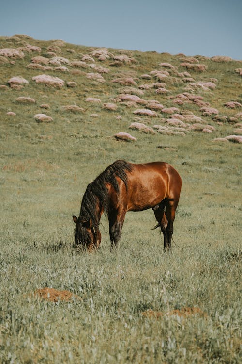 alan, at, beslemek içeren Ücretsiz stok fotoğraf
