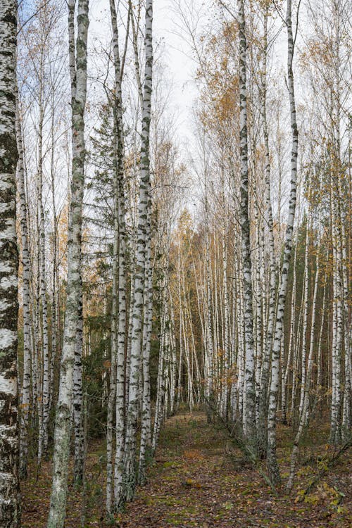 Immagine gratuita di alberi, betulla, boschi