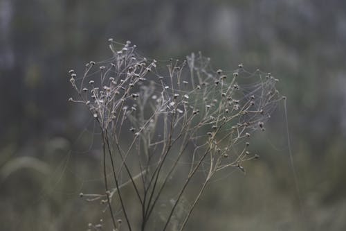 Fotobanka s bezplatnými fotkami na tému atmosfera de outono, chladný, detaily