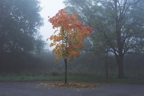 Autumn Tree on Pavement in Park under Fog