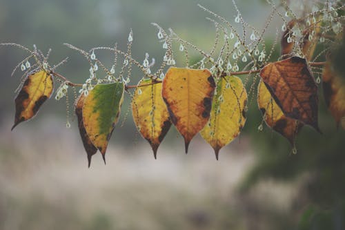 Autumnal Yellow Leaves on Branch