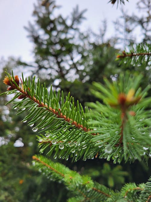 Free stock photo of conifer needles, drops, drops of water