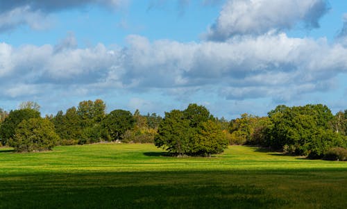 ağaçlar, alan, çayır içeren Ücretsiz stok fotoğraf
