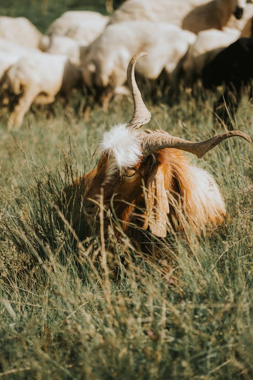 Goats on a Pasture 
