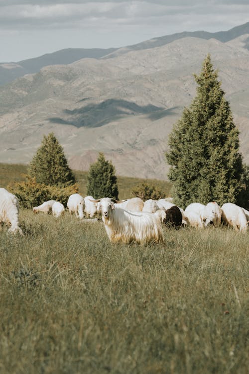 Goats Grazing in the Pasture 