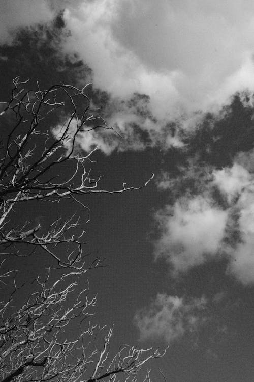 Black and White Shot of Tree Branches and Clouds 