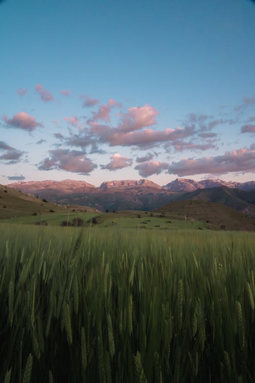 Fields of Barley and Distant Mountains at Dusk 