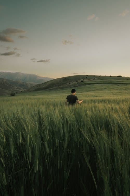 Imagine de stoc gratuită din câmp, dealuri, fotografiere verticală