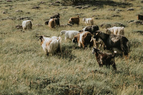 Goats Standing in Pasture