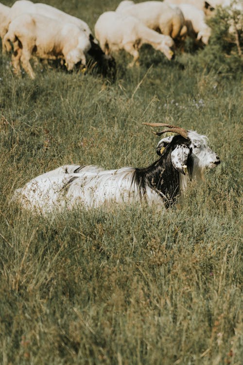 Безкоштовне стокове фото на тему «вертикальні постріл, випас, вівці»