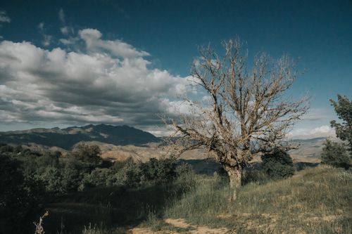 Free A lone tree stands in a scenic rural landscape with mountains in the background. Stock Photo