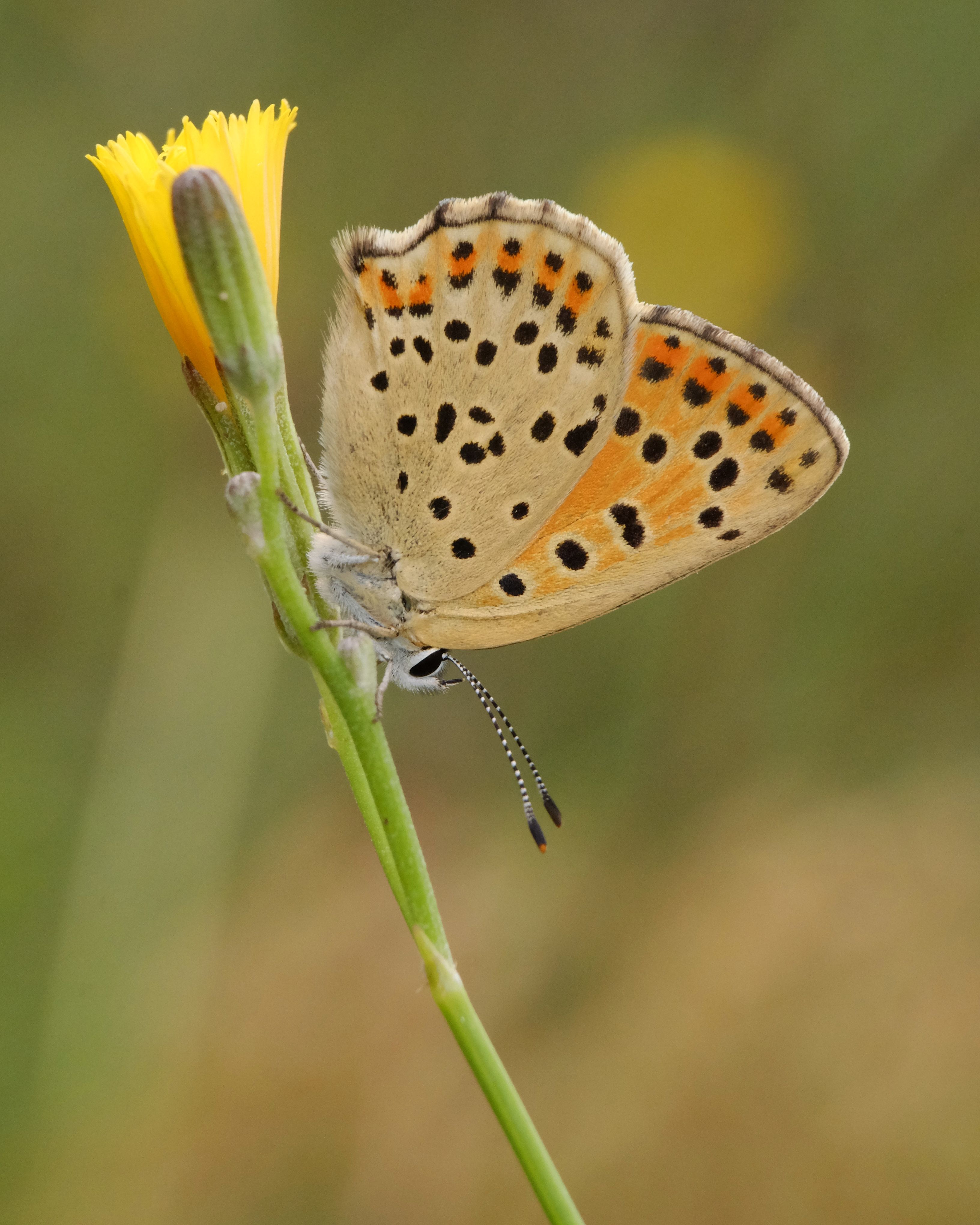 A small butterfly with brown spots on its wings is sitting on a yellow ...