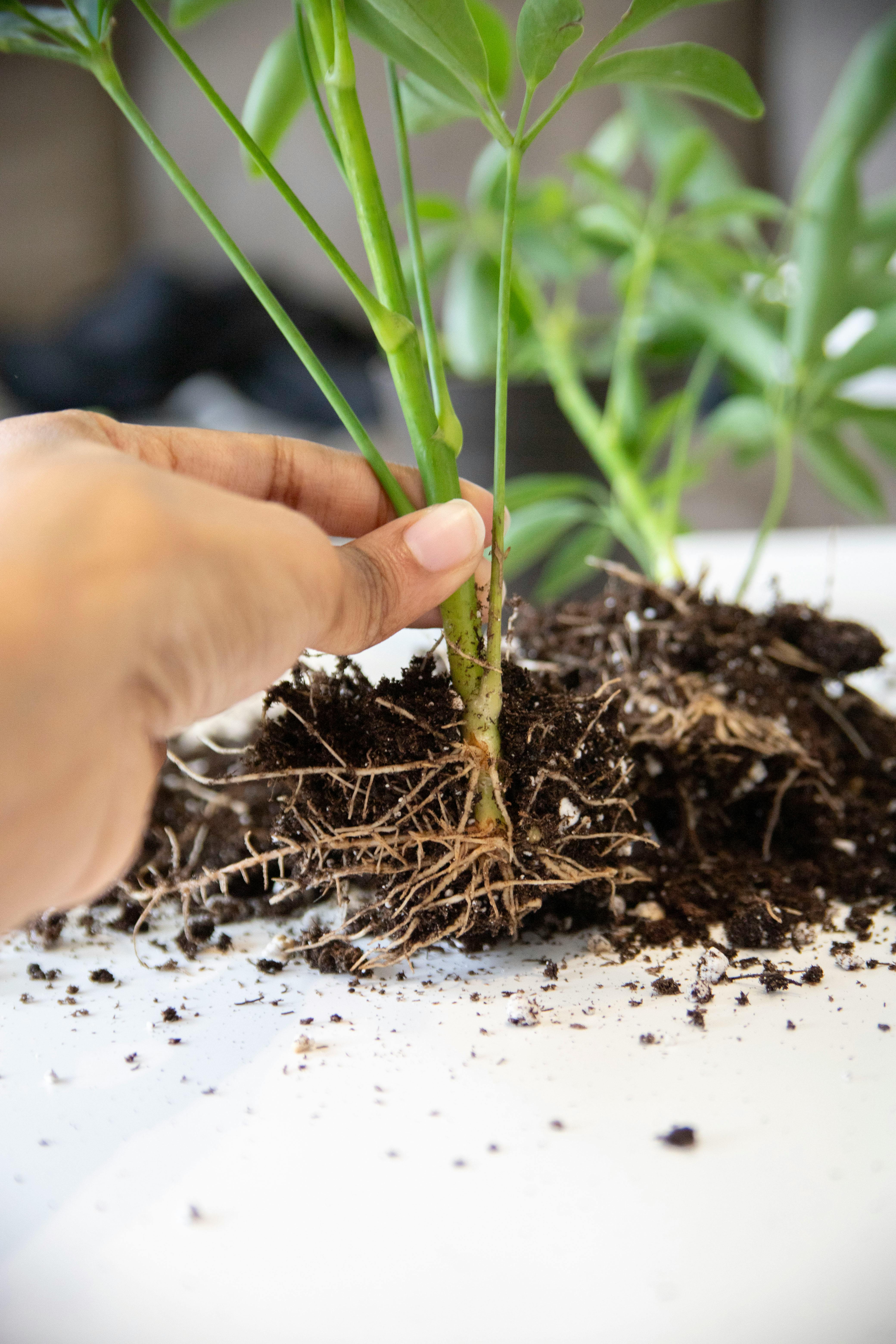 lifting large perennial clump, healthy root ball