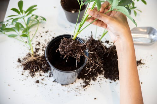 Woman Potting a Plant 