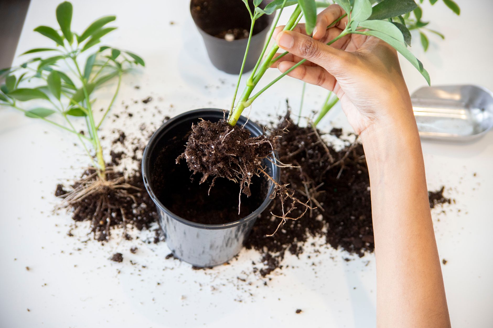Hand planting root beer plant seeds in seed starting tray