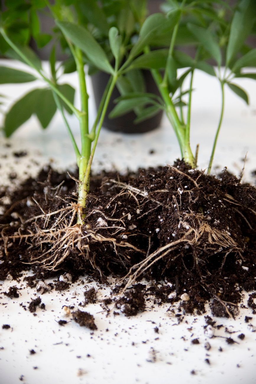compacted soil around plant roots