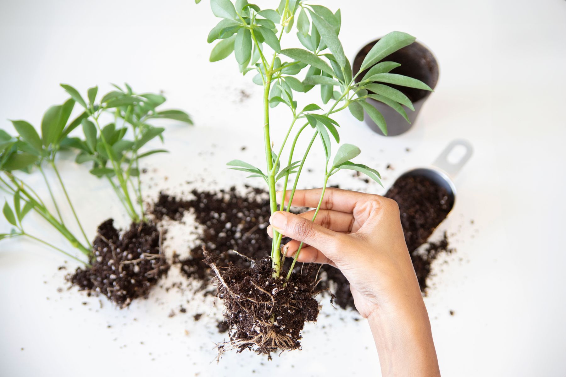 Why Root Cuttings Are Worth Trying Why Root Cuttings Are Worth Trying