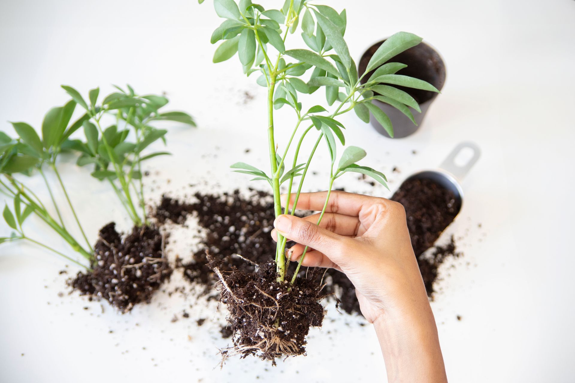 Adult woman propagating plants indoors, focusing on root growth and soil preparation.