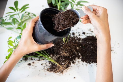 Woman Potting a Houseplant