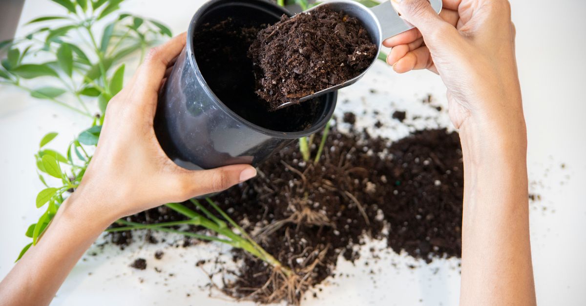 Mãos plantando uma planta de interior em ambiente fechado, com foco no solo e nas ferramentas de jardinagem.