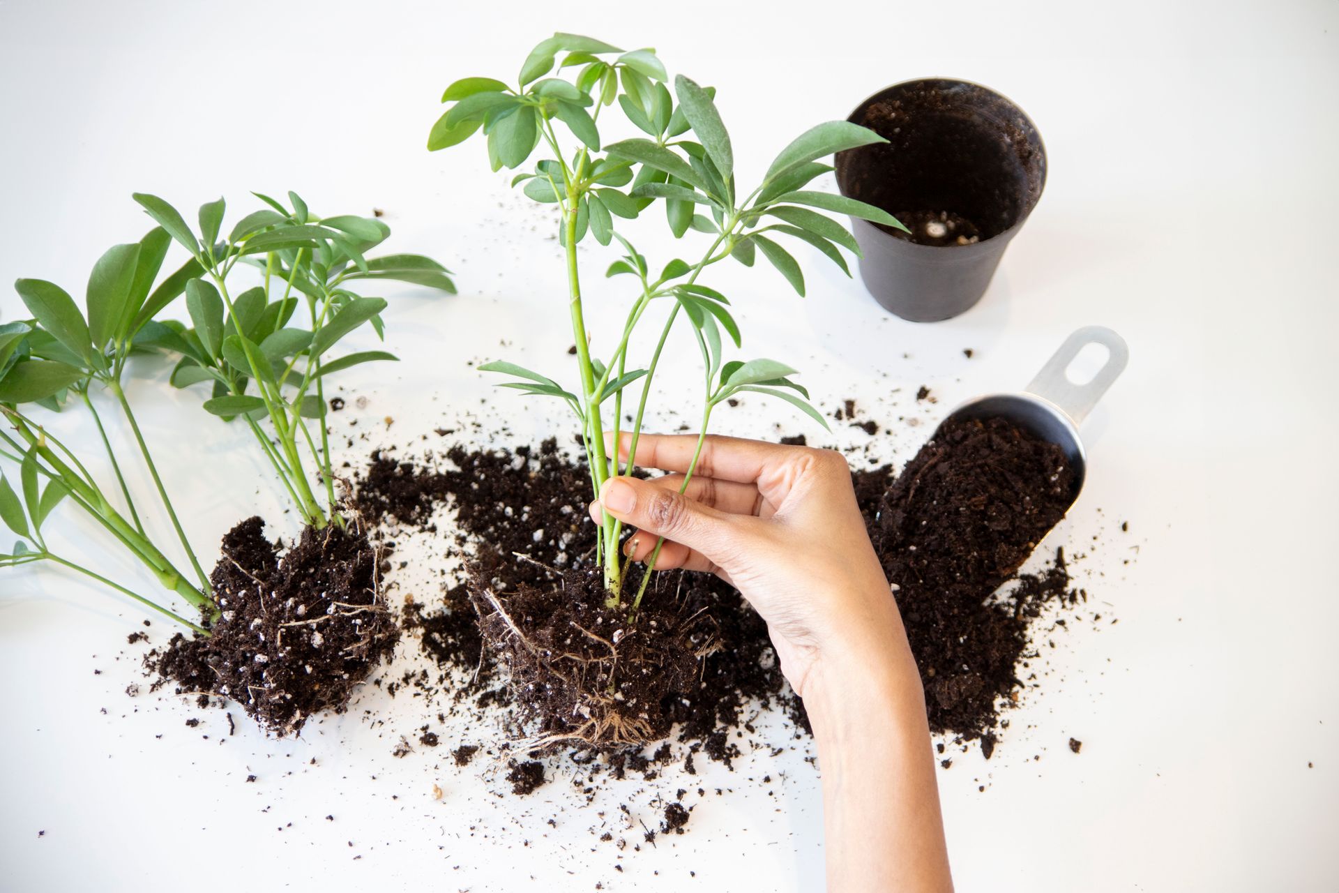 A hand carefully planting green seedlings into soil on a white background.