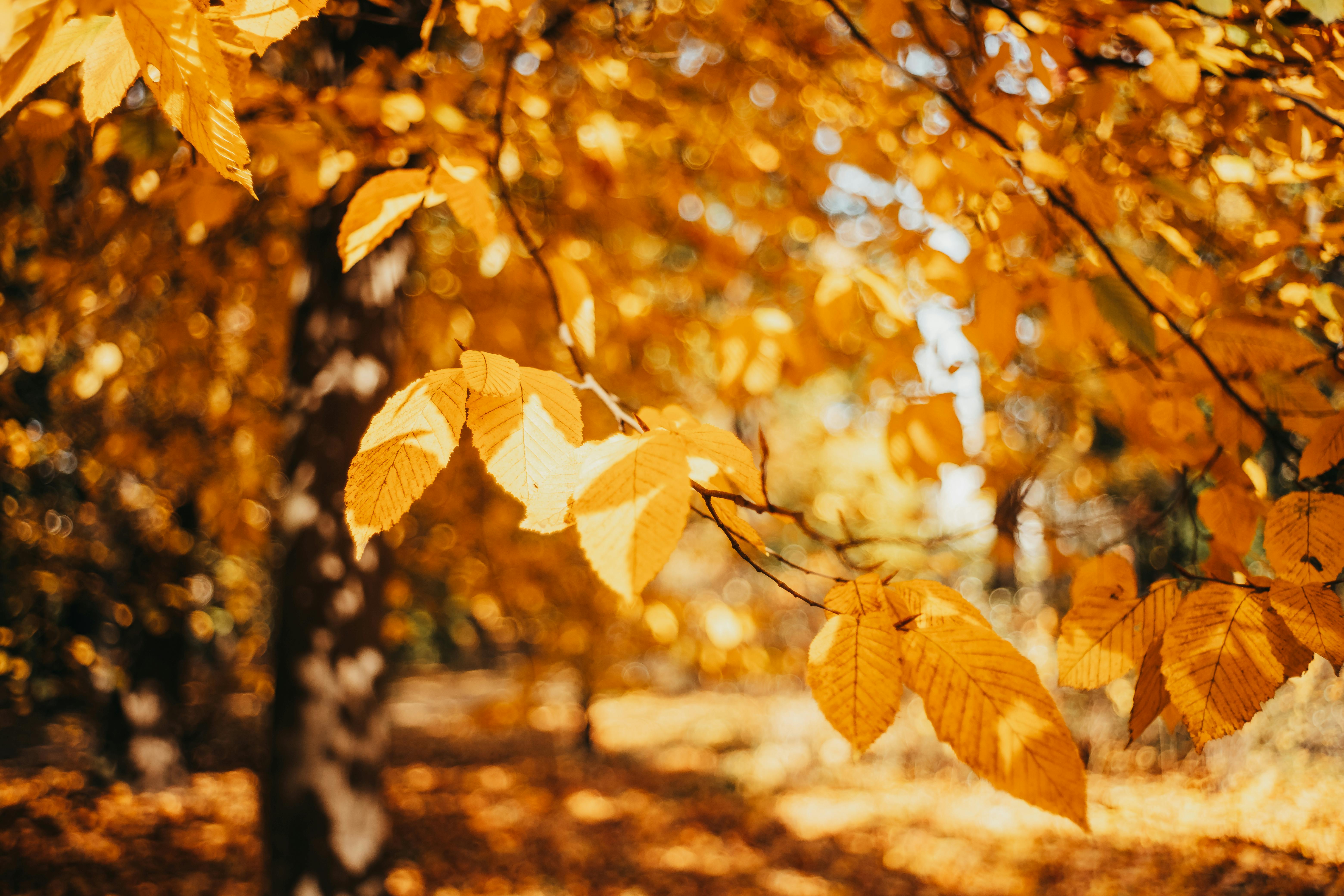 yellowed tree golden autumn leaves