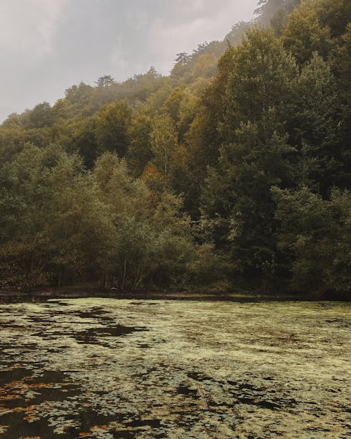 Lake and Green Forest behind