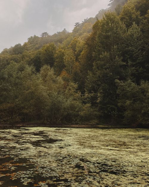 Free Serene landscape of a foggy forest with a peaceful lake covered in greenery. Stock Photo