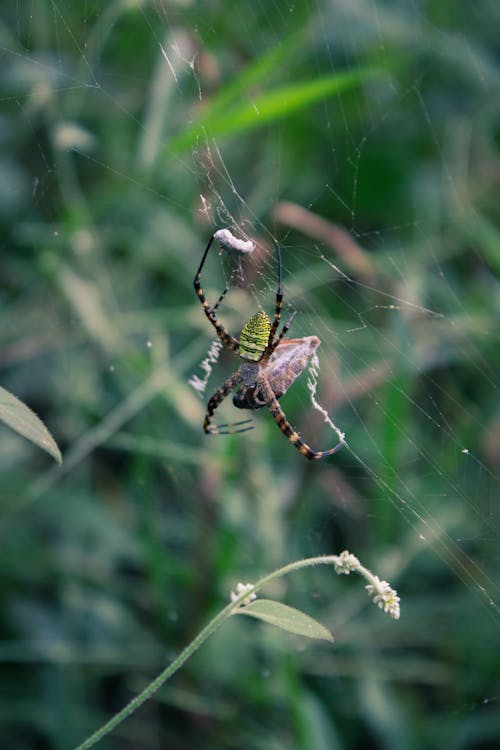 Spider on Spiderweb