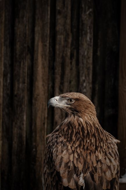 Close-up of a majestic eagle with a rustic wooden background, capturing its fierce gaze and detailed feathers.