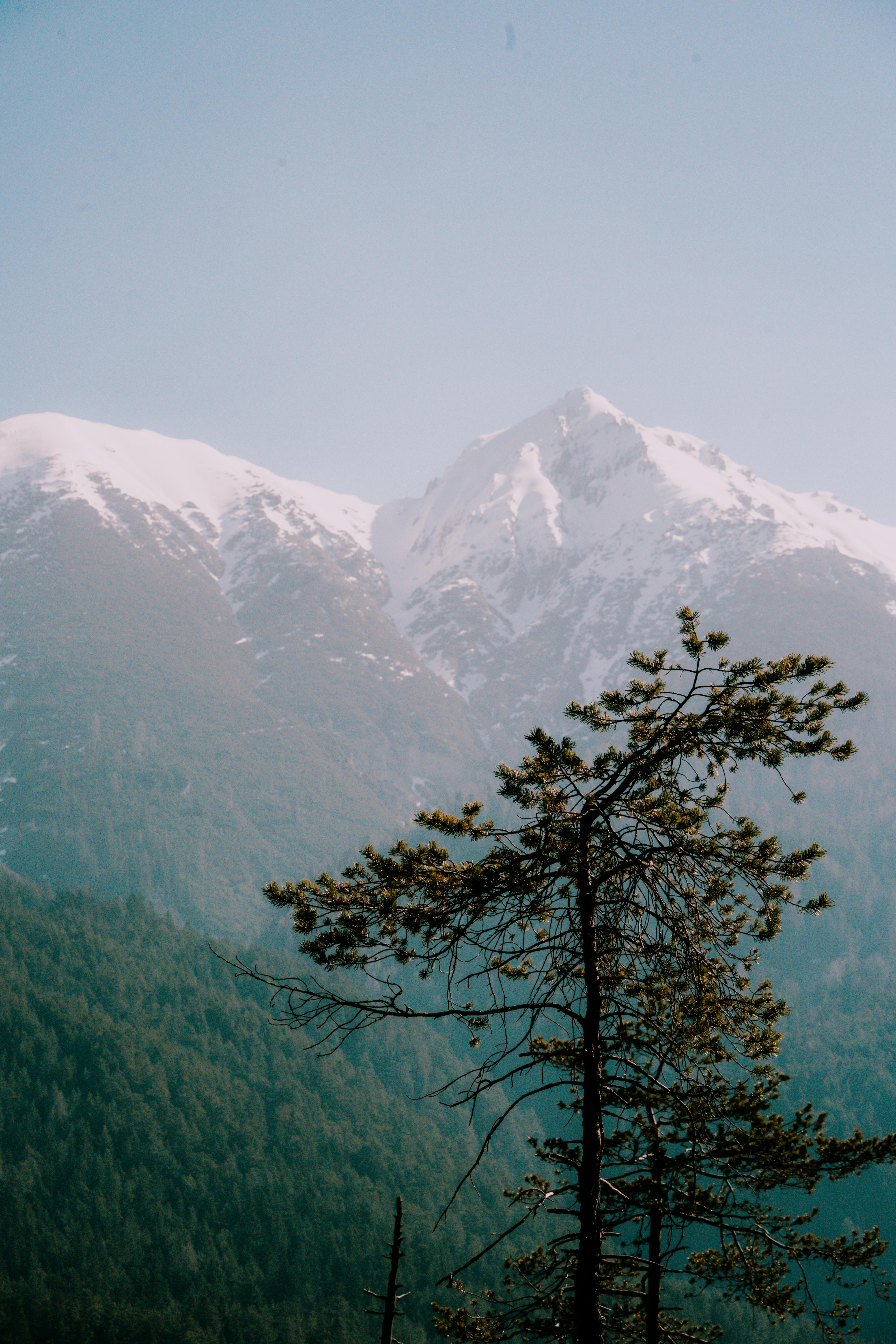 A majestic mountain range with snow-capped peaks and a lone tree in the foreground.