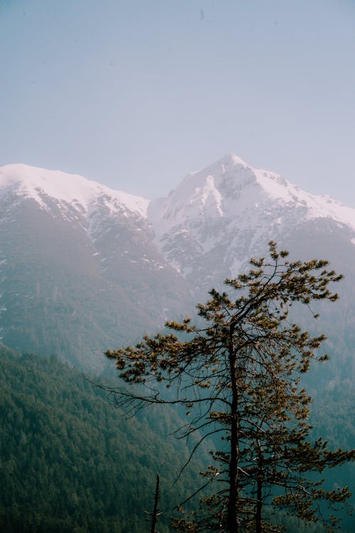 Foto profissional grátis de árvore, cadeia de montanhas, cênico