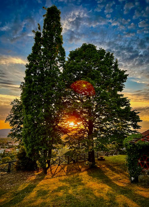 Ingyenes stockfotó fák, gyönyörű naplemente, Olaszország témában